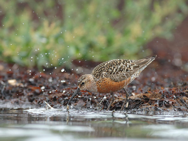 Kuovisirri, Curlew Sandpiper, Calidris ferruginea